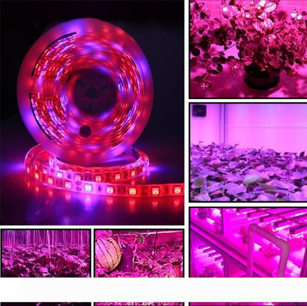 

dc 12v led grow light full spectrum 5m led strip light 5050 led phyto plant growth lamps for greenhouse hydroponic plant growing