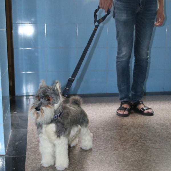 

pet поводок pet безопасности автомобиля тяговый канат кольцо собака автокресло ремень заднего сиденья тяговый ремень универсальная собака дв