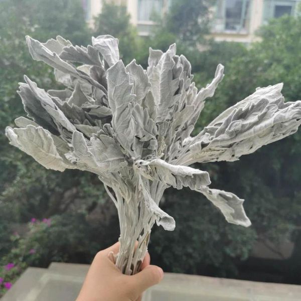 

10шт / 30-35 см, природа сохранилось дасти миллер букет, eternal silverleaf diy стеклянная крышка с плавающей цветок материал свадебный деко