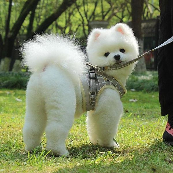 

новый стиль продажа дышащий щенок жилет маленький средний собаки йорки teddy светоотражающие walking lead поводок наборы soft mesh ошейник c