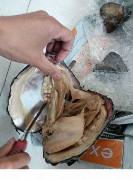 

delievery today once your payed fee send by fedexip2-5days vacuum stock fresh water akayo pearl oyster monster oysters