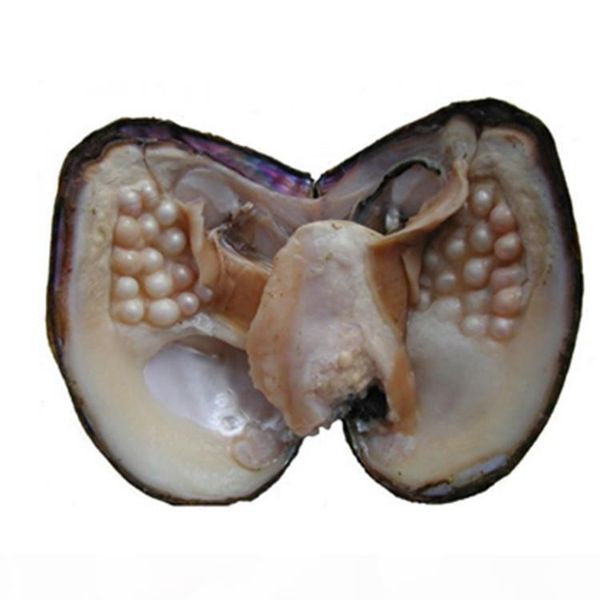 

2018 new pearl wholesale individually vacuum packed big oyster with pearls cultured in fresh oyster pearl mussel farm supply, White