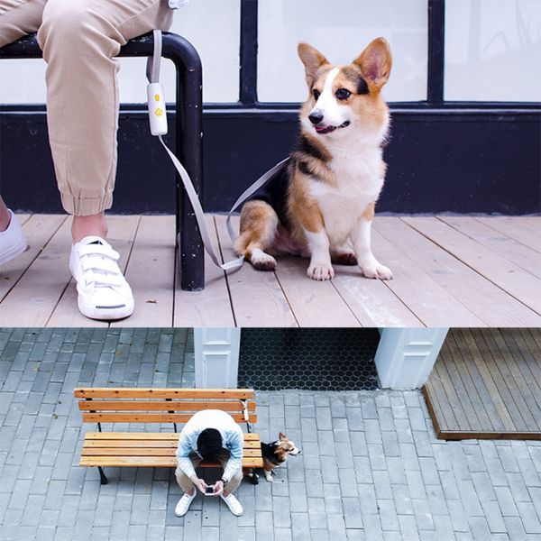 

pet supplies dogs running walking elastic leashes hand om small medium-sized dogs dog leash elastic leash dog pile