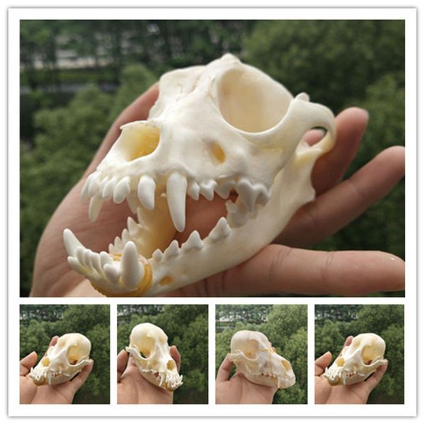 

real animal beast dog skull specimen collectibles study unusual halloween