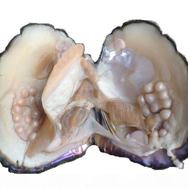 

big wild freshwater oyster monster 10 years 20-30pcs natural color shape pearls mussel farm supply vacuum packing 5pcs zb002, White