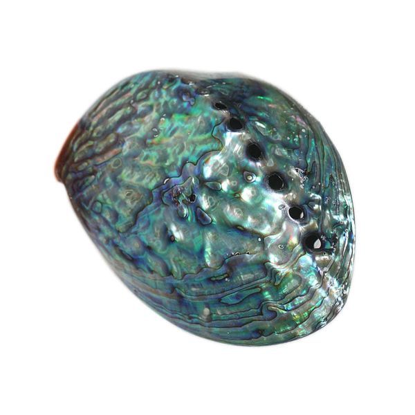 

sea diy abalone shell natural jewelry craft necklace bracelet home decoration