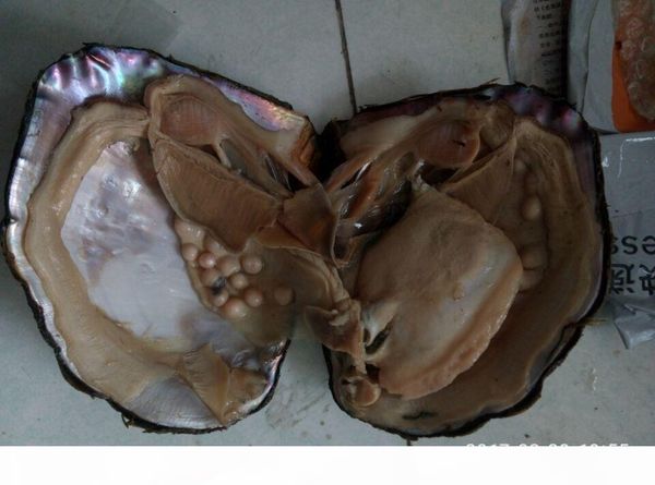 

delievery today once your payed fee send by fedexip2-5days vacuum stock fresh water akayo pearl oyster monster oysters