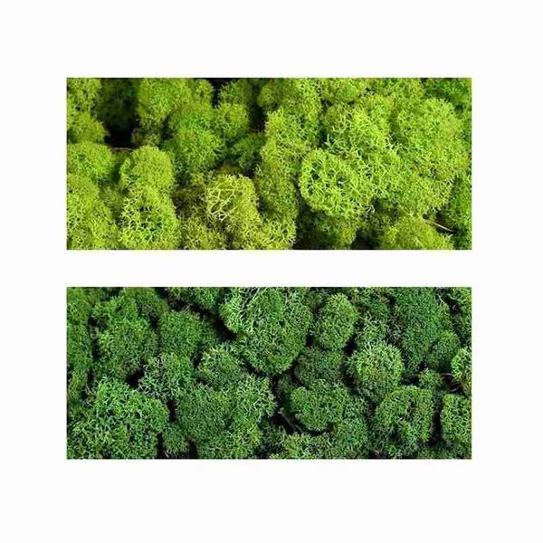 

decorative flowers & wreaths 500g green natural immortal flower moss lasting preserved real plant garden diy wedding home decoration