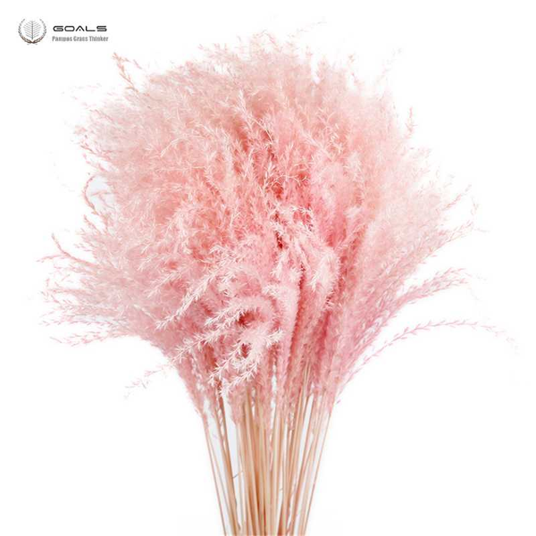 

20pcs natural light pink wedding pampas flowers valentines day gift natural dried reed flowers bouquets