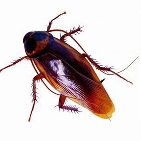 

10 pcs cockroach gag gifts great for party prank funny trick joke special model halloween lifelike creepy fake roaches