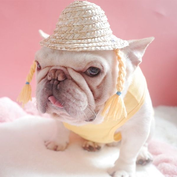 

dog apparel summer cute pet hat cool fashion outdoor sun proof kitten puppy supplies accessories small dogs cats