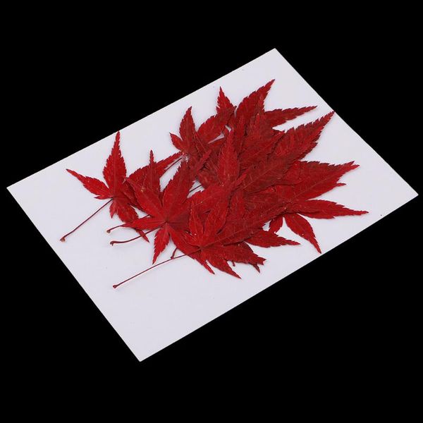 

12pcs natural dried flower leaves red for card making decoration