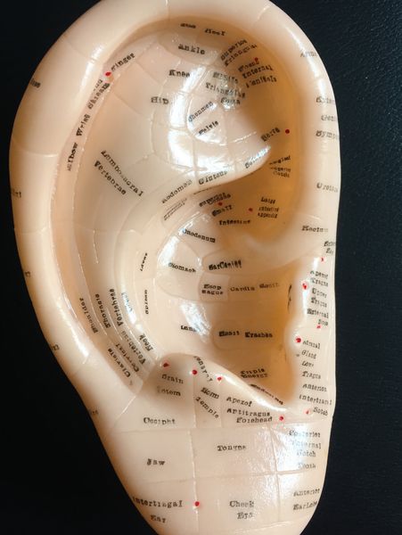 

17cm / 6.7 inch english ear acupuncture model for chinese point detector use health care gardgets