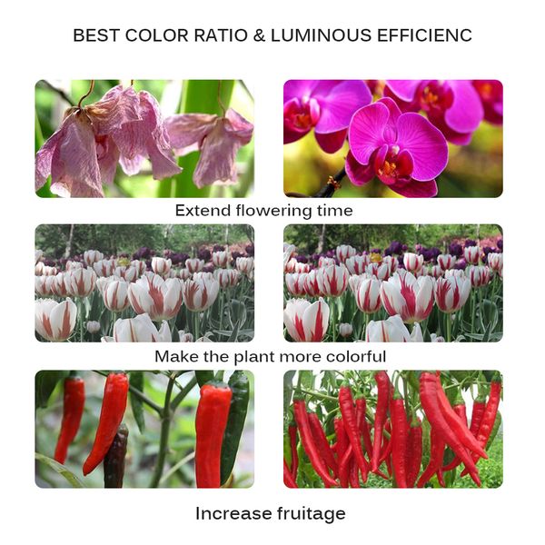 

100w/200w/300w led lampada cfl grow light ac 110v -220v full spectrum indoor plant lamp for plants vegs hydroponic system plant