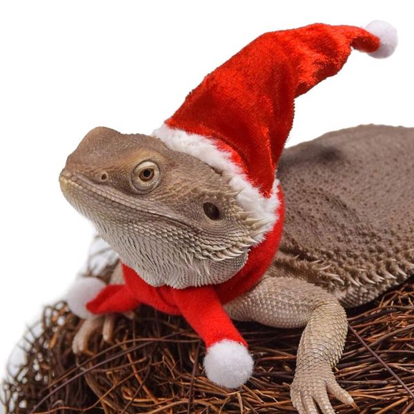 

christmas decorations bearded dragon lizard santa hat+scarf+traction rope xmas costume set u90a
