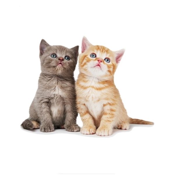 

17 13cm lovely cute kitten window auto car sticker decal ca-40172894