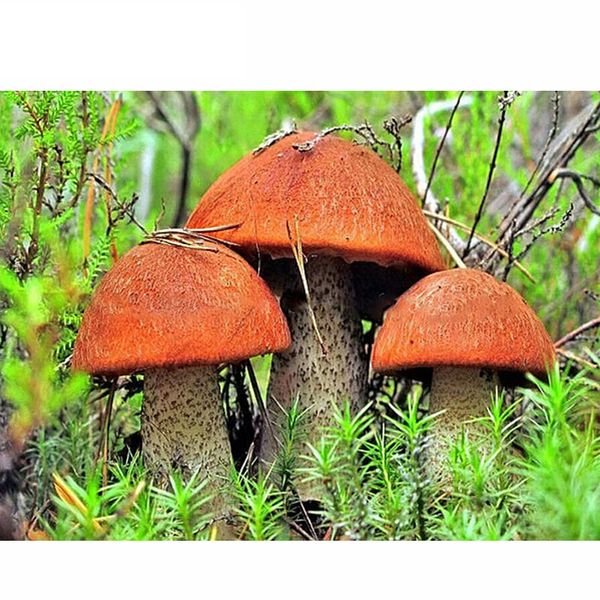 

diy handmade crafts diamond embroidery full square diamond mosaic kits mushroom rhinestones diamond painting cross stitch kit