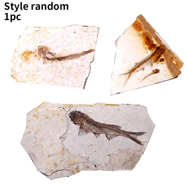 

gift mineral lycoptera plate art decor stone specimen geological fish printing