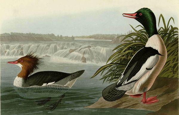 

джон джеймс одюбон большой крохаль home decor расписанную hd печати картина маслом на холсте wall art холст pictures a577