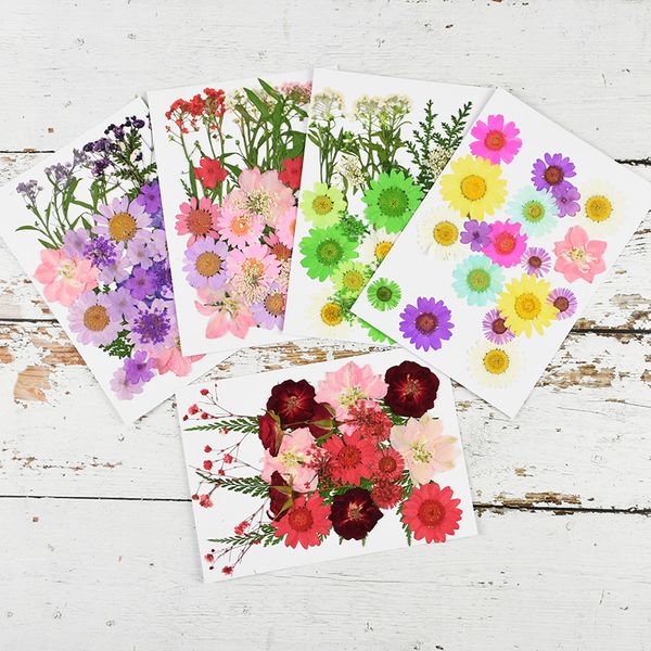 

small dried diy scrapbooking frame preserved flowers flower dry accessories pressed case handmade phone flower decoration wrwtq