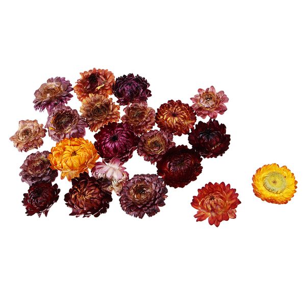 

20g dried pressed daisy flower diy p frame bookmark specimen home decor