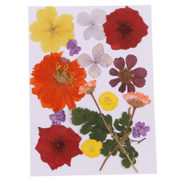 

multiple dried flowers real pressed dried leaves diy scrapbooking art craft