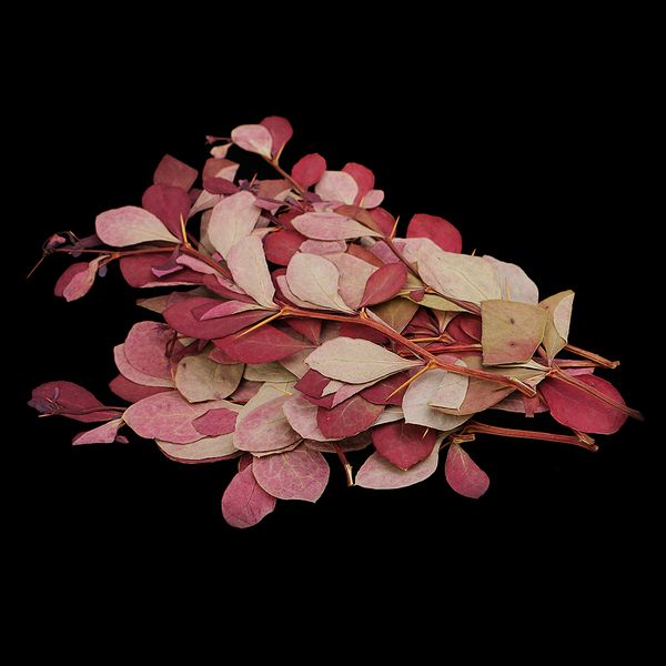 

10 pieces dried pressed flower leaf plants for p frame phone case decoration