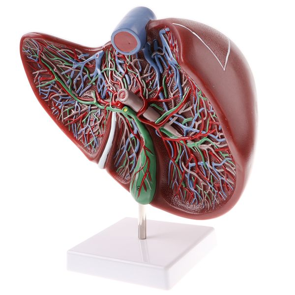 

human liver model, shows vessel branches, cyst, and biliary systemanatomy medical teaching model, magnification 1.5x