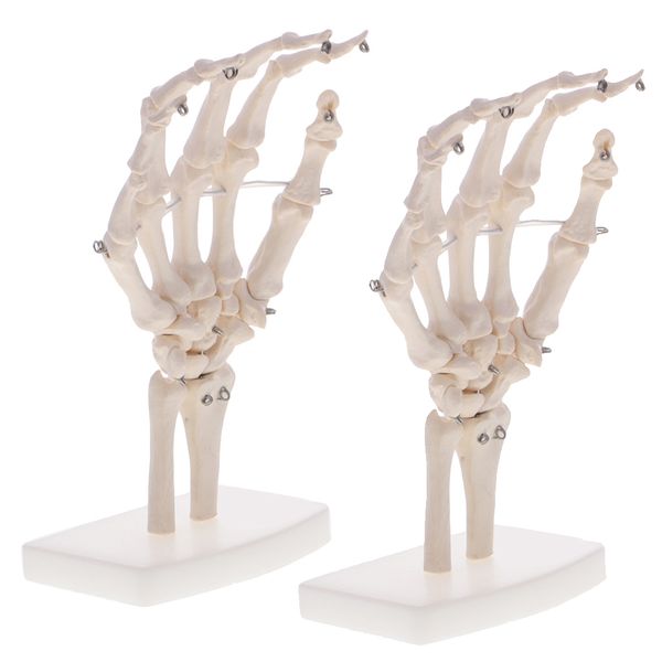 

2pcs life size human hand joint skeleton model on base for school teaching display lab supplies