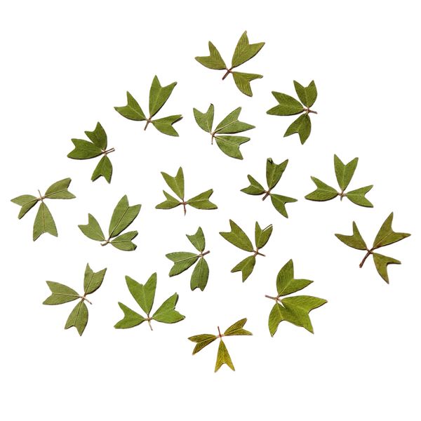 

10x pressed real dried flower dry leaves for diy crafts bookmark card making