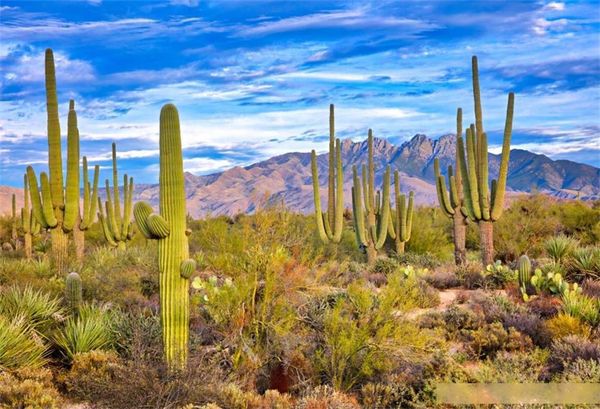 

laeacco natural backdrops desert cactus stone piled shrub plant cloud scenic pgraphic backgrounds pcall p studio