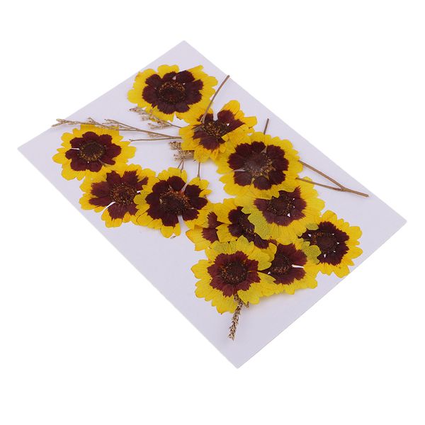 

12x real pressed dried flowers cat face chrysanthemum diy crafts decors