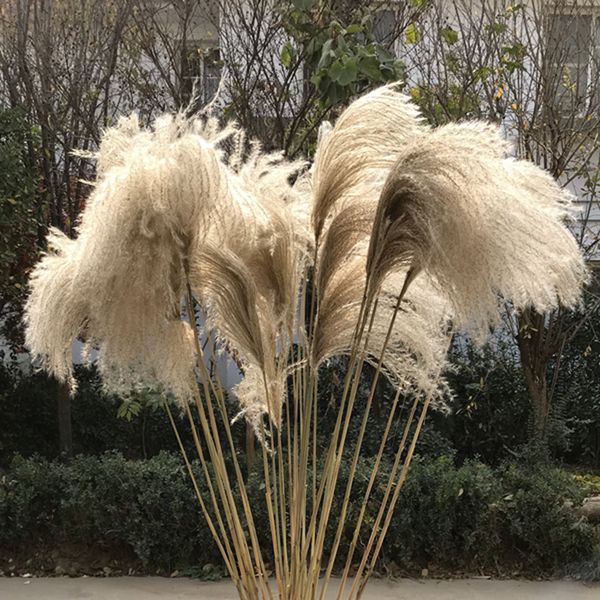 

50pcs dried flower reed flower dusting pampas grass wheat dried wedding shop decoration ornament