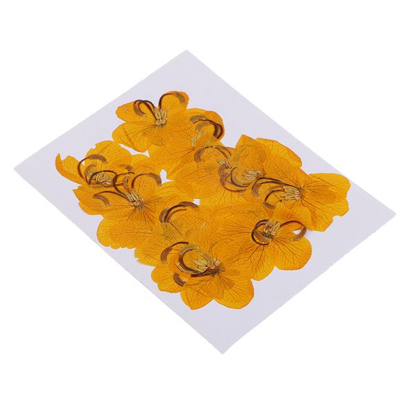 

12 шт натуральный прессованные сушеные сперма цветы photo frame phone case decor