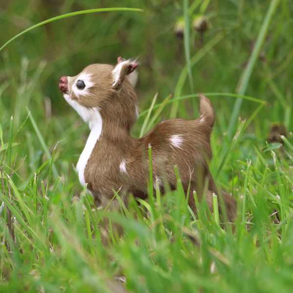 

artificial deer simulations animals model toy garden decorations ornaments