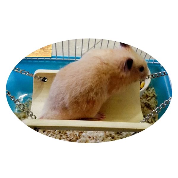 

2 шт бамбуковые маленькие домашние животные игрушки крыса мышь птица hamster parrot разводной мост