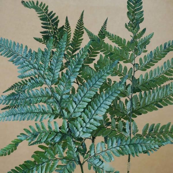 

40*20cm/10pcs dry natural fresh preserved plant,eternal dried grass,forever flowers leaves for diy decorative flower bouquet t200103