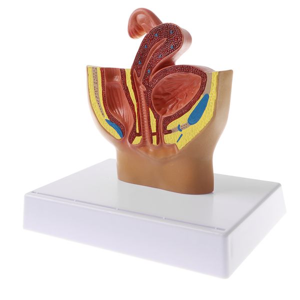 

female pelvis anatomical model with bladder and organs of generation , 1:2 sagittal section