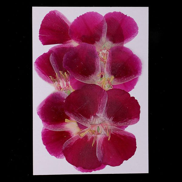 

6 шт natural прессованные real сухих цветов specimen для изготовления ювелирных изделий смола литья diy craft scrapbook приукрашивание 4-7cm