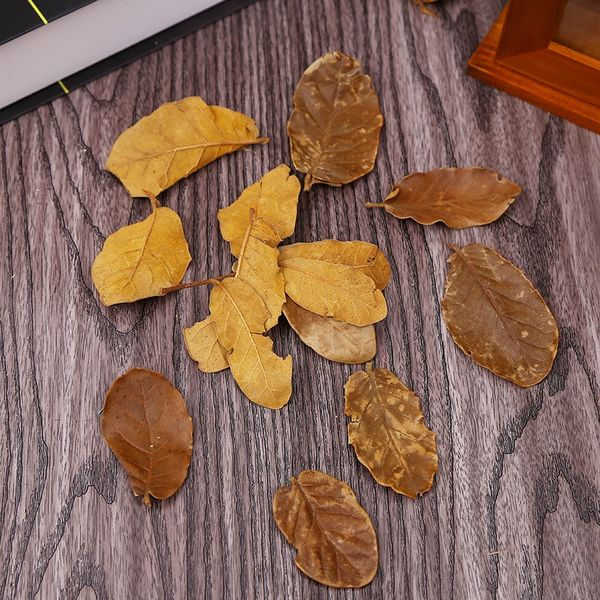 

primary color simulation dry leaves 10 kson female zakka jewelry shooting background p and props props christmas decoration g9zdr