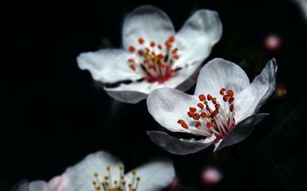 

explosive selling casual fashion shoes catwalk, Black