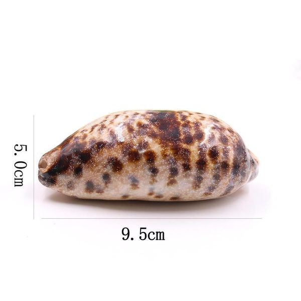 

nautical home decor natural conch snail seashells specimen tabby spiral shell collectibles beach wedding decor ornaments h bbybhd