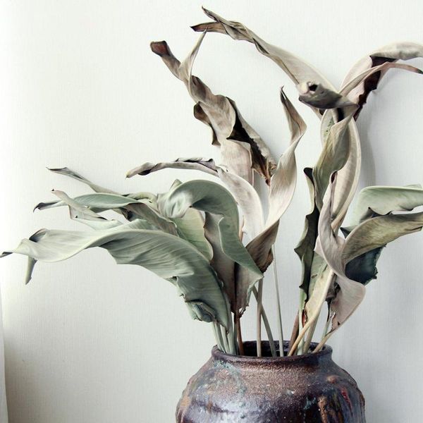 

decorative flowers & wreaths 1pcs natural dried plant strelitzia leaves branch flower material for fall diy wall home pography backdrop deco
