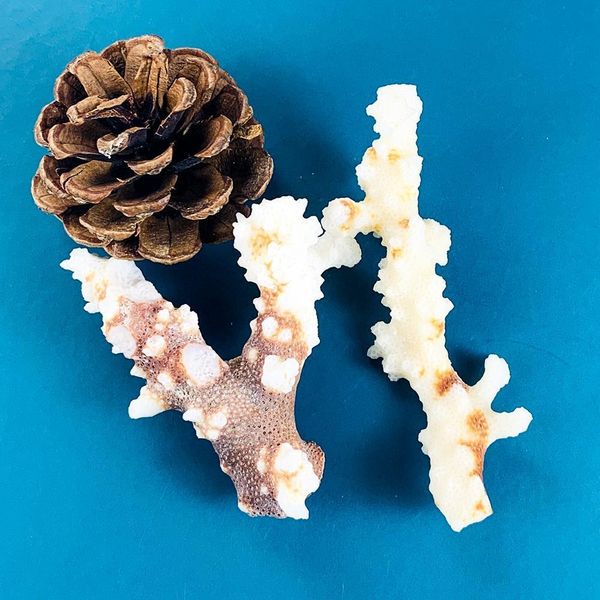 

100g natural coral branch shell conch specimen crafts fish tank ornaments aquarium landscaping home beach wedding decoration h wmtspj