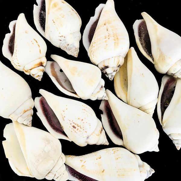 

5pcs natural snail shell phoenix conch nautical decor diy jewelry making pendants specimen crafts home decor aquarium landscape h jllmnw