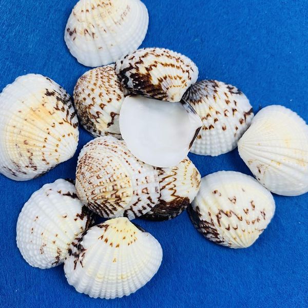 

10pcs 3 5cm natural seashell eagle wings shell home wedding beach decor fish tank aquarium decoration accessory candle material h jllubu
