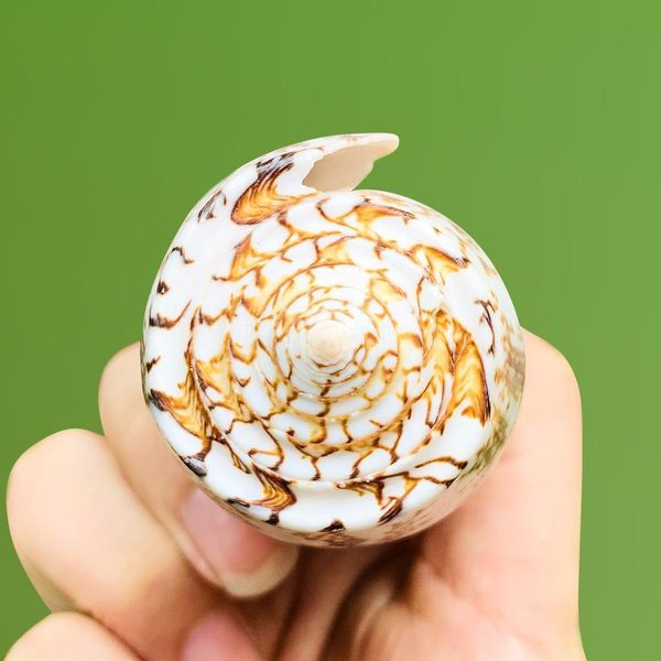 

8 9cm natural snail seashells taro conch shell diy acquarium accessory fish tank decoration space beach wedding home decor h sqcztx