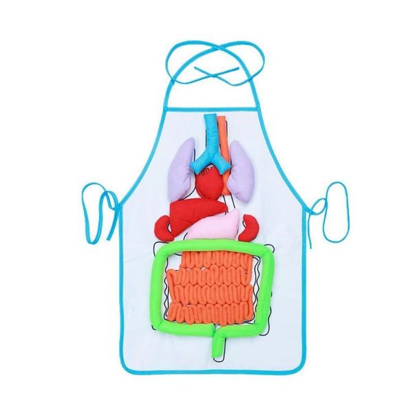 

1pc anatomy apron human body organs educational insights home aids human organs toys body for children apron teaching anato