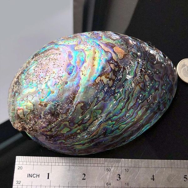 

12 14cm polished natural abalone shells seashell home landscape aquarium decor soap holder craft handmade pacific h jllcwp