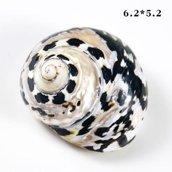 

natural african black gold shell conch specimen beach wedding decor crafts coastal nautical home decor shells for jewelry making h wmthos